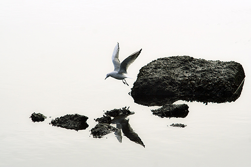 Paolo Bergomi, Heart – Seagull flies over Liffey (2010) 